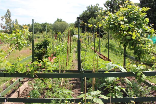 Haddy's plot with grape vines on frames and vegetable rows