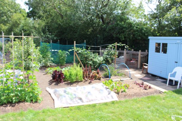 Paul's tidy plot with blue shed and mixed vegetables