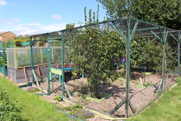 Peter Wood's fruit cage with apple tree