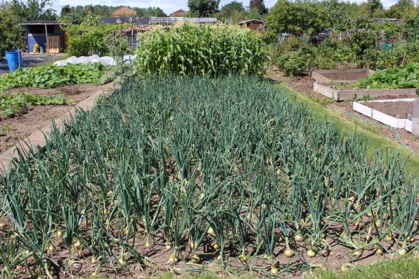 Onion & Sweetcorn Harvest