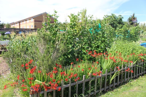 Crocosmia & Mature Shrubs