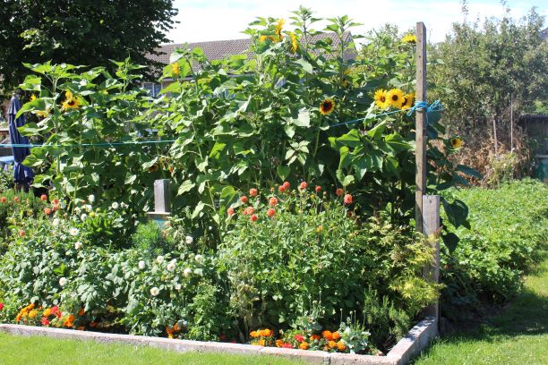 1st Prize - Manny's Plot