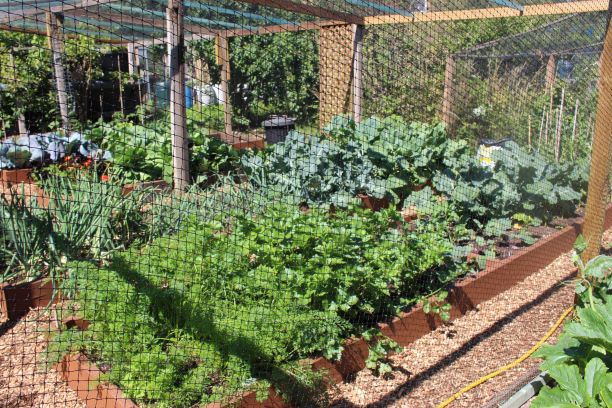1st Prize Best Plot 2020 - Manny's well-organized vegetable beds under protective netting